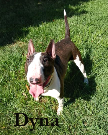 Dyna